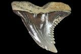 Hemipristis Shark Tooth Fossil - Virginia #96552-1